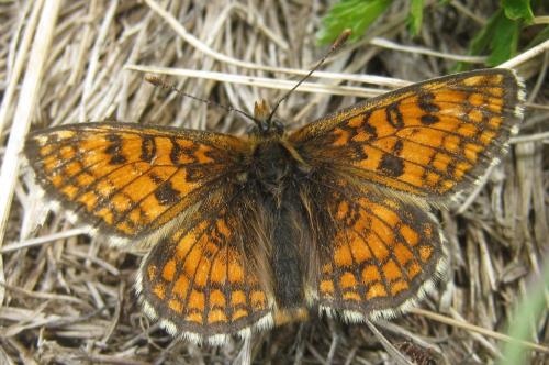 Réf. 211 607 : Melitaea varia
